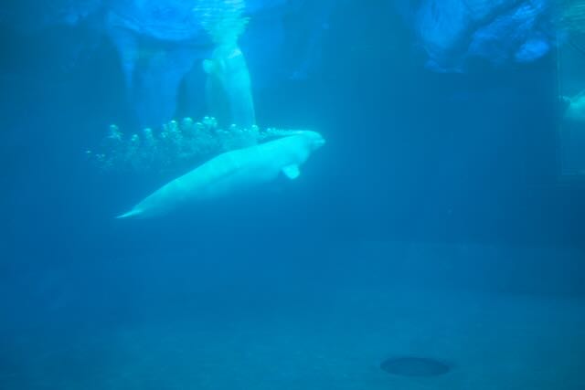 Beluga whale