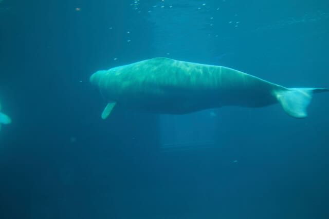 Beluga whale