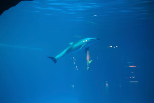 Dolphin