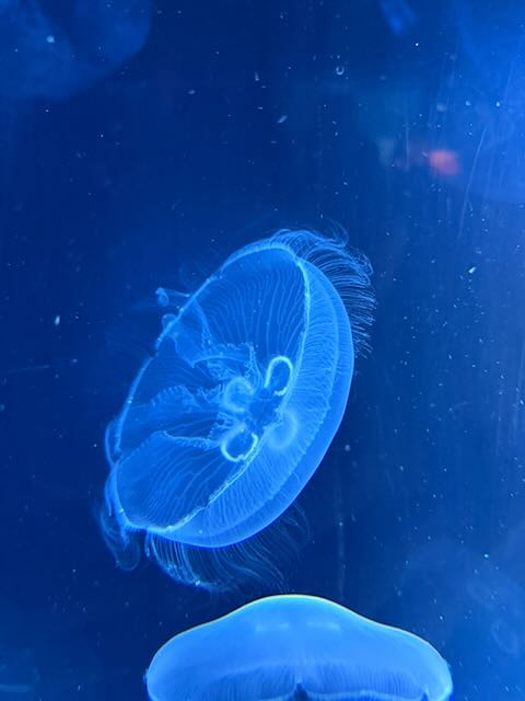 Jelly fish