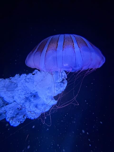 Jelly fish